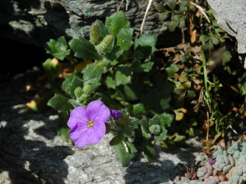Rossovioletti - Aubrieta cfr. deltoidea